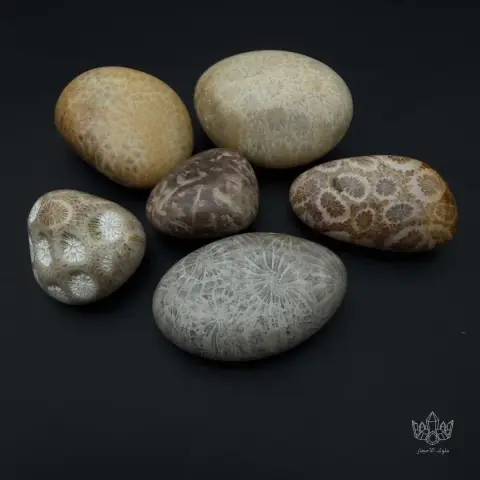 Fossil coral